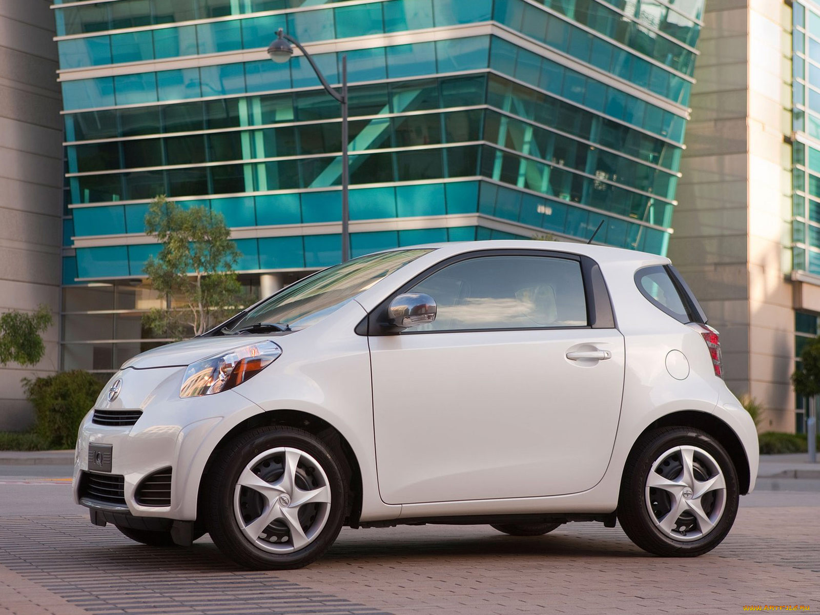 , scion